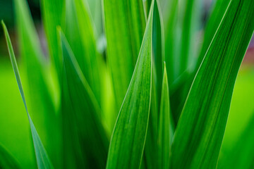 background, beautiful juicy green sharp grass, plant for all photos