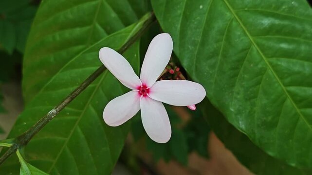  Pink Kopsia