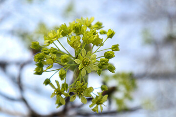 Blooming maple branch against blue sky, close-up