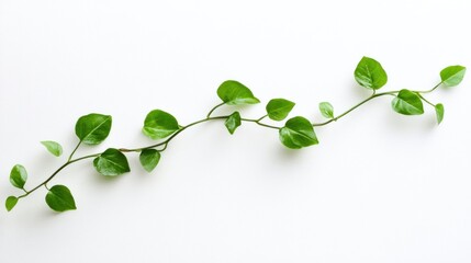 Fresh, vibrant, trailing greenery against a bright background