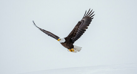 Fototapeta premium Eagle Flying Against a Pale Sky with Wings Spread Wide