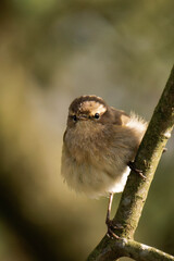 Common chiffchaff sitting on a tree branch.