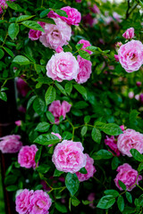 beautiful delicate pink garden flowers cover the entire background, background with pink roses flowers, bush roses grow in nature, reflections of light