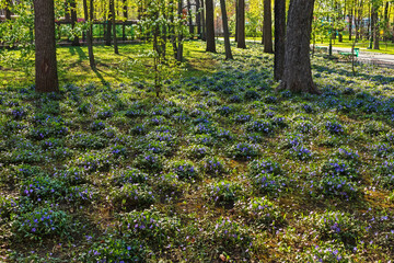 Vinca minor in bloom. Blooming Periwinkle under trees in a city garden or park