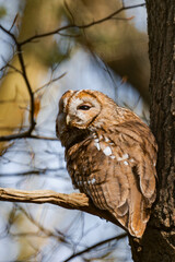 Sleepy tawny owl (Strix aluco) in a tree during daytime.