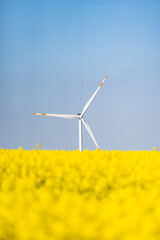 Windmills and Canola Fields Photo, Silivri Istanbul, Turkiye (Turkey)