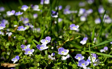 Persischer Ehrenpreis auf einer Frühlingswiese