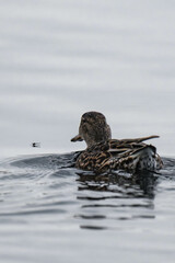 Female eurasian teal (Anas crecca), common teal, or Eurasian green-winged teal swimming in the water.