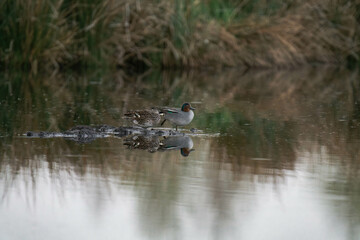 Eurasian teal (Anas crecca), common teal, or Eurasian green-winged teal couple standing at a riverbank.