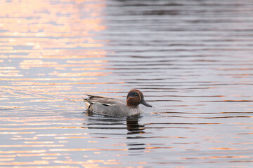 Eurasian teal (Anas crecca), common teal, or Eurasian green-winged teal swimming in the water during sunset.