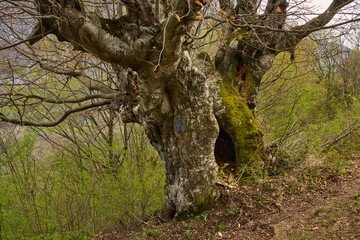 Hollow tree in spring forest