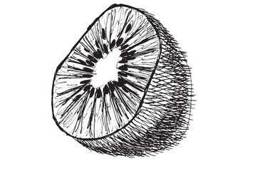 Black and white hand-drawn kiwi isolated on a white background.  EPS 10 vector. Graphics with a pen. Half kiwi, sliced kiwi. Sketch with a black pen. The design element