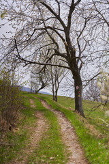 Obraz premium Hiking trail with blossom trees marked on spring hillside