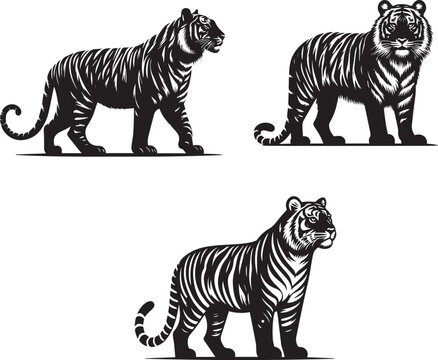 Sundar Tiger &ndash; Graceful Guardian of the Jungle Vector Art