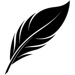 feather on white background