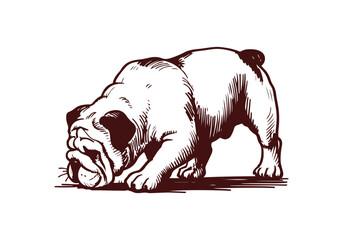 Bulldog Hand Drawn Illustration Sketch Vector Isolated by AZ for Graphic Arts Design and Decoration Asset