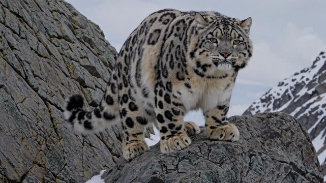 Majestic snow leopard standing motionless on rocky terrain, scanning snow-covered mountain landscape with keen predatory gaze in high-altitude himalayan wilderness