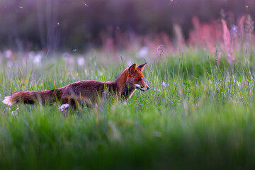 Fox sunset, orange evening light. Orange-furred animal in natural habitat. Fox on green forest meadow. Red fox hunting, Vulpes vulpes, European wildlife. Evening sunset.