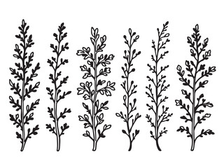 Dill vector line art illustration
