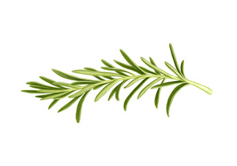 Rosemary on white background. Watercolor hand drawn illustration.