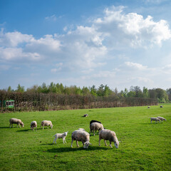 Fototapeta premium sheep and lambs in meadow on utrechtse heuvelrug near doorn in holland