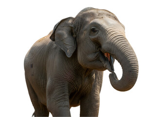 Asian Elephant Close Up transparent background