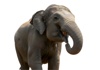 Asian Elephant Close Up transparent background