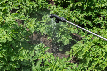 Potato protection close-up. Spraying potatoes.