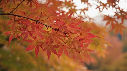 Autumn leaves in the foreground. Sunlight shining through.