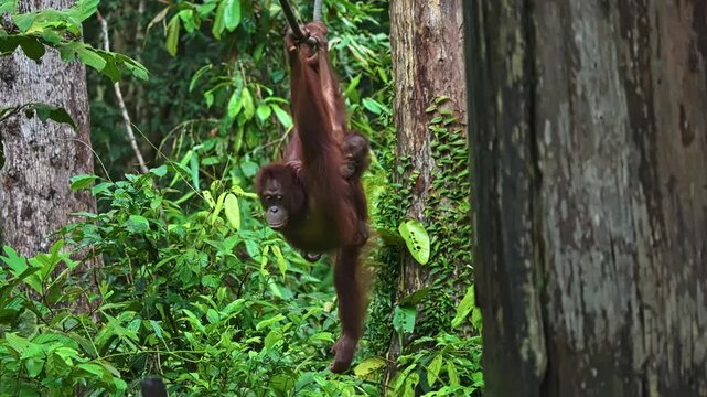 Mother Orangutan With Baby Clinging On Her While Hanging On Rope Through Lush Bornean Rainforest In Sabah, Malaysia. static shot