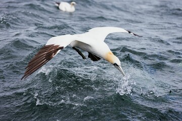 Gannet diving into the ocean with splashing water.
