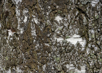 Close-up of a textured tree bark with white and brown patches