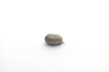 Engorged Tick Abdomen with Pet Hair and Dust