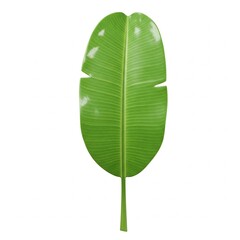 Fototapeta premium green leaf isolated on white