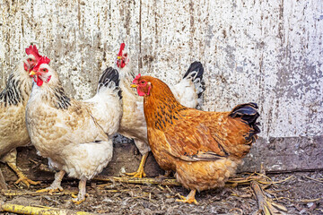 keeping laying hens on a farm and at home. Economic crisis and inflation