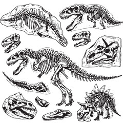 Dinosaurs fossils and bones hand drawn vector illustration © Dimas