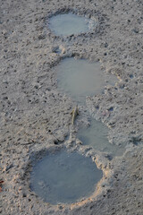 Mudskipper on mud in a serene mangrove swamp. Biodiverse ecosystem. Coastal ecosystem. Biodiverse mangrove habitat. Mudskipper on mud in a coastal wetland. Adaptation in a mangrove ecosystem.
