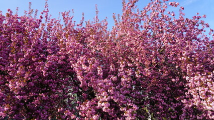 Kirschblüten - cherry bloom
