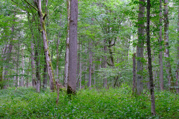 Late summer rich deciduous stand with old trees and lush foliage