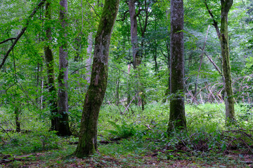 Late summer rich deciduous stand with old trees and lush foliage