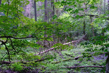 Late summer rich deciduous stand with old trees and lush foliage