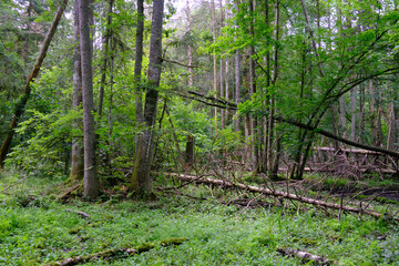 Late summer rich deciduous stand with old trees and lush foliage