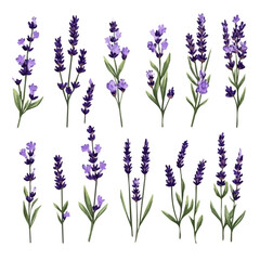 Naklejka premium A Very Simple flat 2D icon of a Collection of lavender flower elements isolated on a transparent background, vector, flat design, animation design, vector, simple flat 2D icon, minimalist, eps