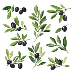 A Very Simple flat 2D icon of a Collection of olive branch elements isolated on a transparent background, vector, flat design, animation design, vector, simple flat 2D icon, minimalist, eps