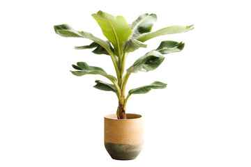 Vibrant Banana Plant in Elegant Pot Home Decor Tropical Vibes Lush Greenery