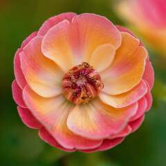 Naklejka premium close up of pink rose