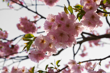 pink cherry blossom