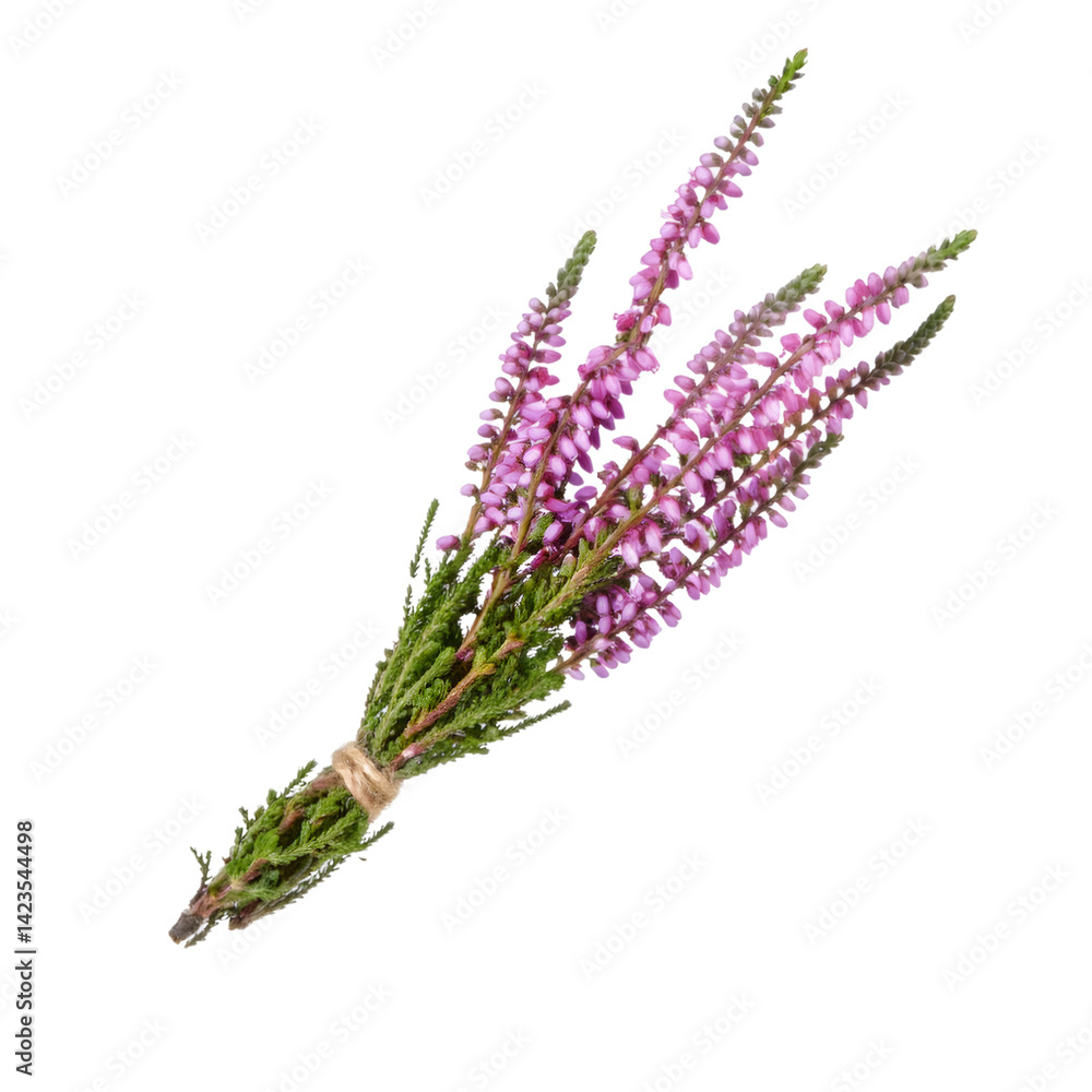Poster fragrant heather sprig bundled using rustic twine, cut out path available on transparent backdrop