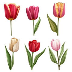 Fototapeta premium A Very Simple flat 2D icon of a Collection of tulip flower isolated on a transparent background, vector, flat design, animation design, vector, simple flat 2D icon, minimalist, eps