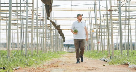 Farmer walking and holding small watermelon in greenhouse